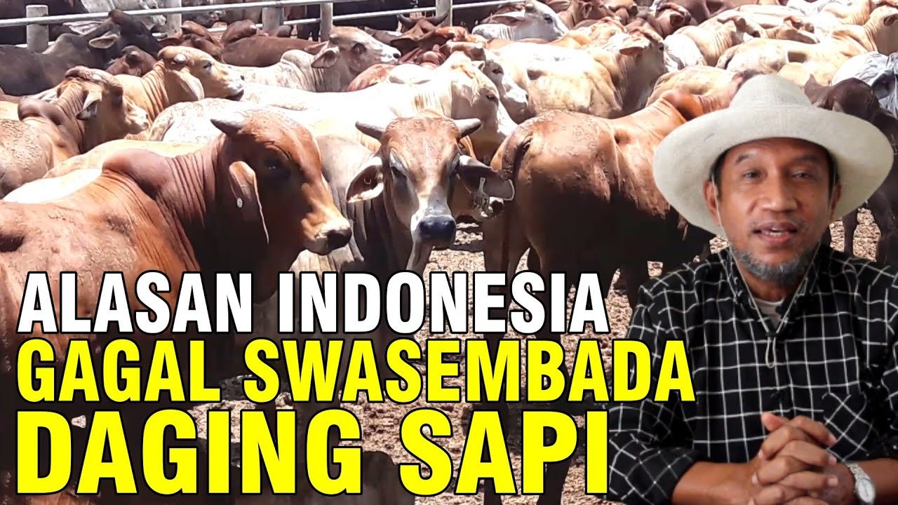 
                                 Gagal-Swasembada-Daging-Sapi-Apa-Permasalahan-Negara-Indonesia